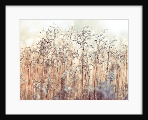 Grass Reeds by Assaf Frank